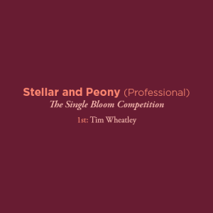 Stellar and Peony Professional